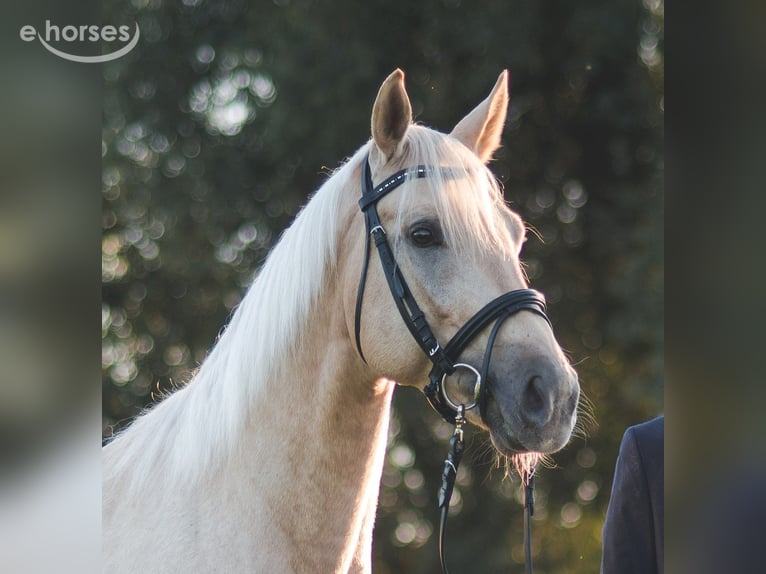 Demi-sang polonais Étalon 10 Ans 168 cm Palomino in CZERNIEJEWO