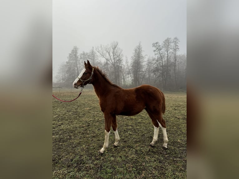 Demi-sang polonais Étalon 1 Année 140 cm Alezan in Bodzanów