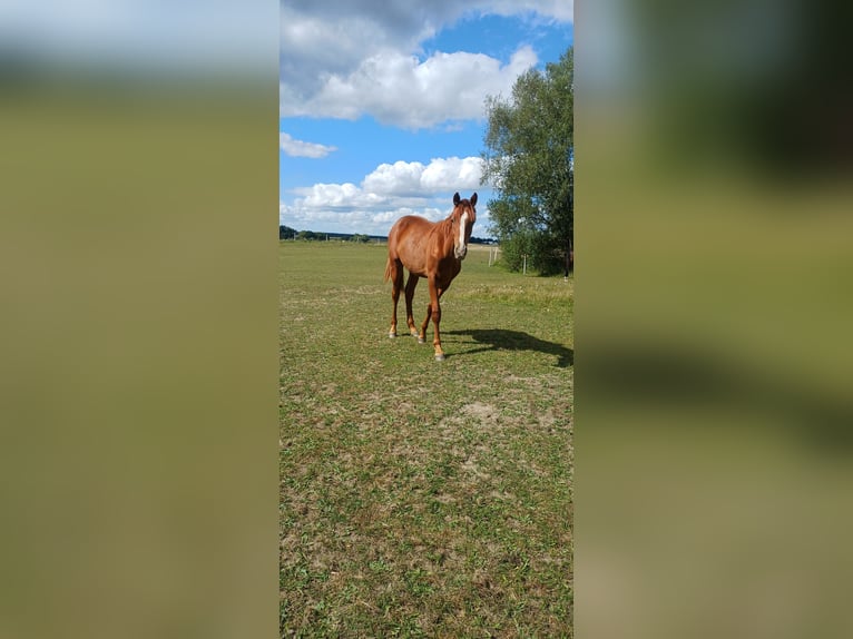 Demi-sang polonais Croisé Étalon 1 Année 150 cm Aubère in N&#x119;tno