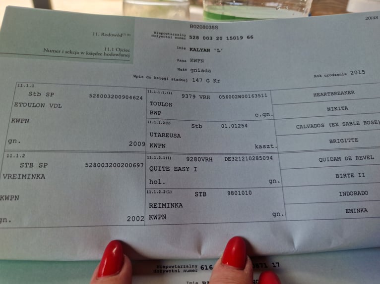 Demi-sang polonais Étalon 1 Année 150 cm Bai brun in Katowice