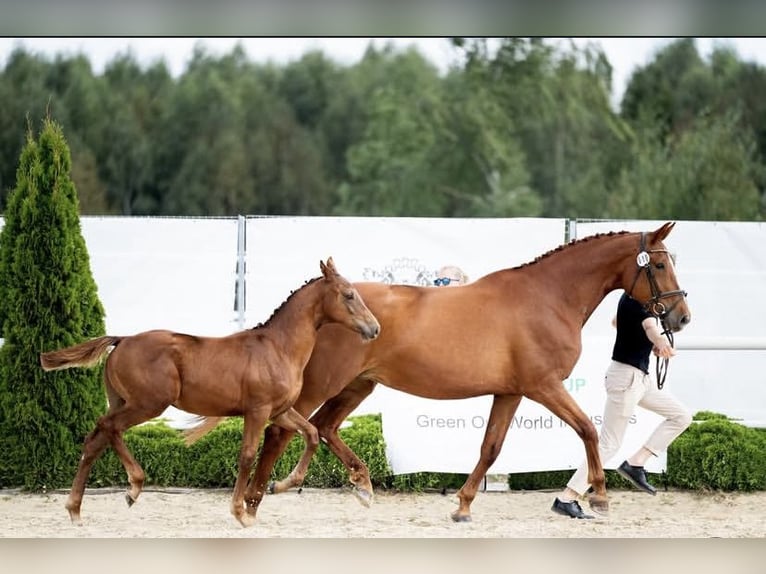 Demi-sang polonais Étalon 1 Année 175 cm Alezan brûlé in Stegienka