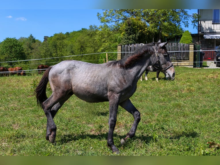 Demi-sang polonais Étalon 1 Année Gris in Dąbrowa