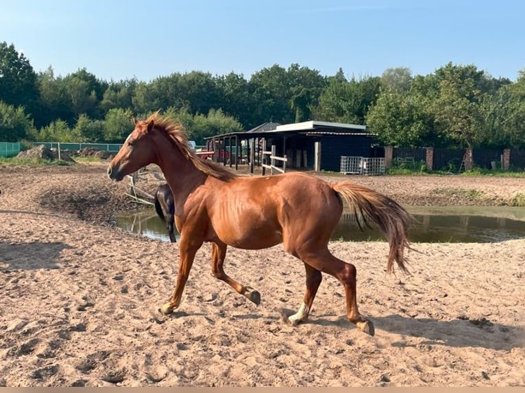 Demi-sang polonais Étalon 2 Ans 164 cm Alezan in Wypaleniska