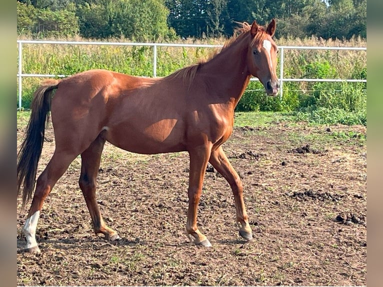 Demi-sang polonais Étalon 2 Ans 164 cm Alezan in Wypaleniska