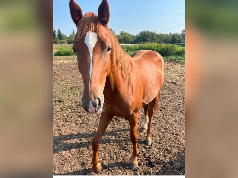 Demi-sang polonais Étalon 2 Ans 164 cm Alezan in Wypaleniska