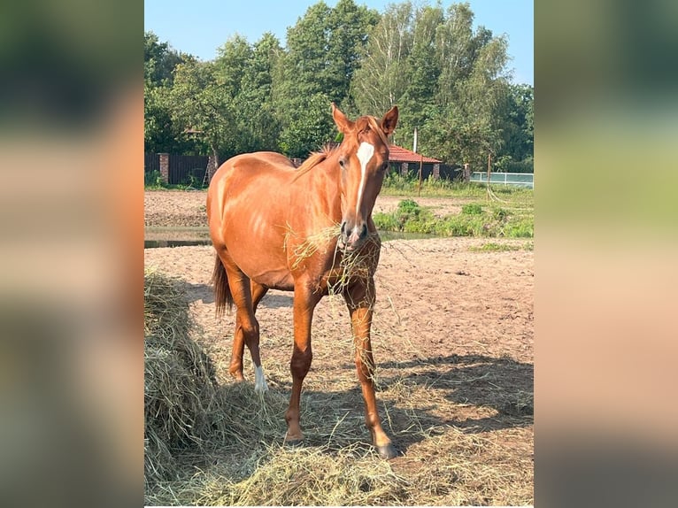 Demi-sang polonais Étalon 2 Ans 164 cm Alezan in Wypaleniska