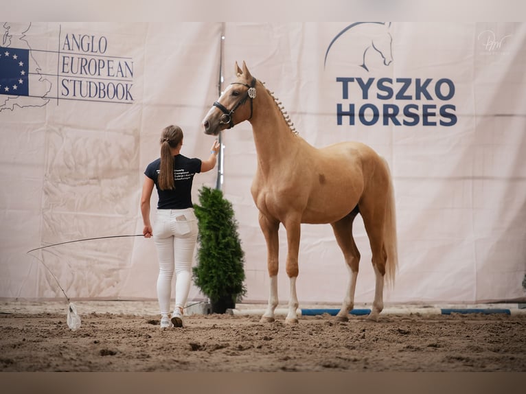 Demi-sang polonais Étalon 2 Ans 168 cm Palomino in Kiełczów