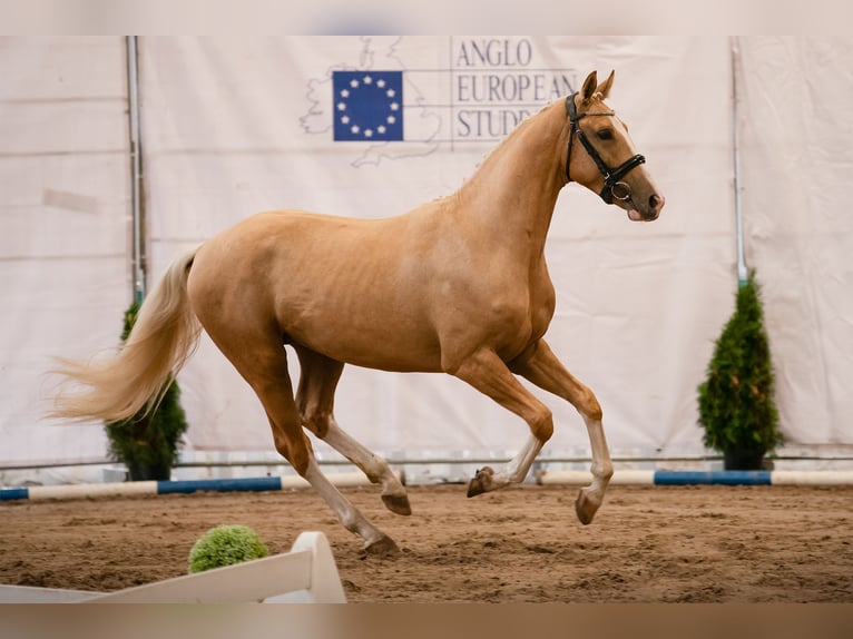 Demi-sang polonais Étalon 2 Ans 168 cm Palomino in Kiełczów