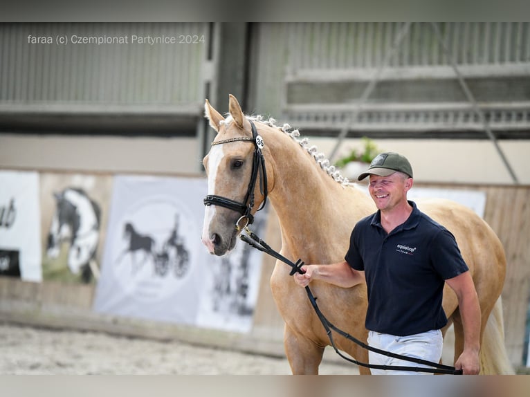 Demi-sang polonais Étalon 2 Ans 168 cm Palomino in Kiełczów