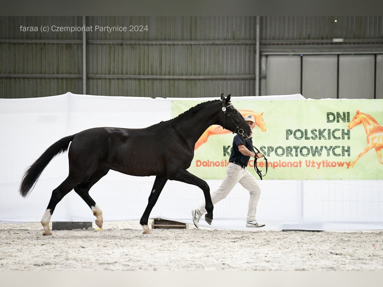 Demi-sang polonais Étalon 2 Ans 170 cm Noir in Ząbkowice Śląskie