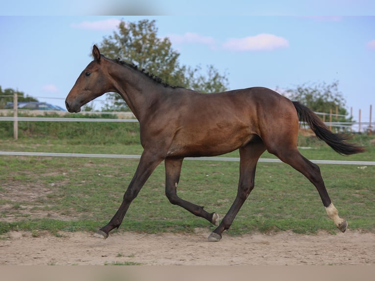 Demi-sang polonais Étalon 2 Ans 178 cm Bai in Reszki