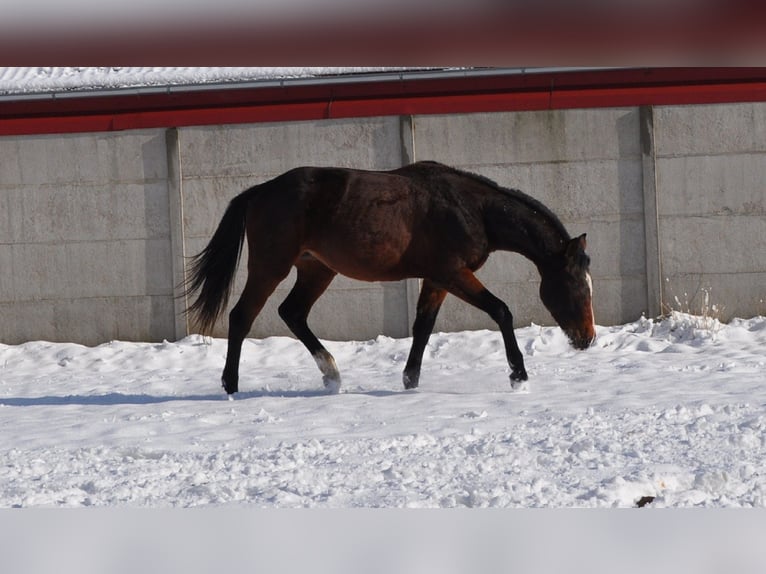 Demi-sang polonais Étalon 2 Ans Bai cerise in nowa sól