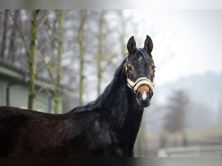 Demi-sang polonais Étalon 2 Ans Bai in Serock