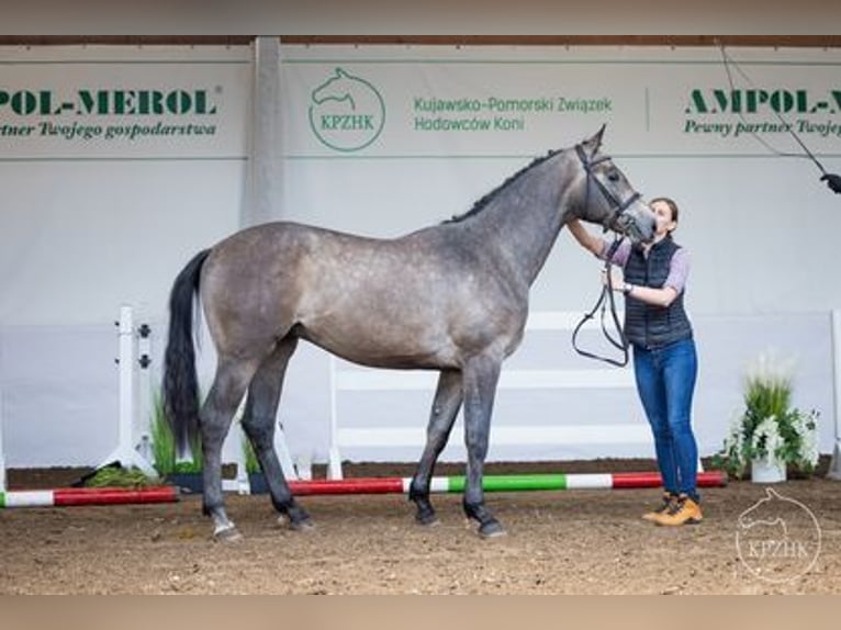 Demi-sang polonais Étalon 2 Ans Gris in Karczemka