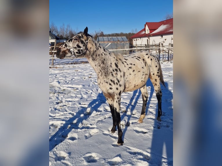 Demi-sang polonais Étalon 2 Ans Léopard in Tomaszów Lubelski