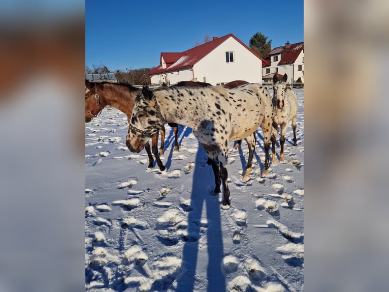 Demi-sang polonais Étalon 2 Ans Léopard in Tomaszów Lubelski