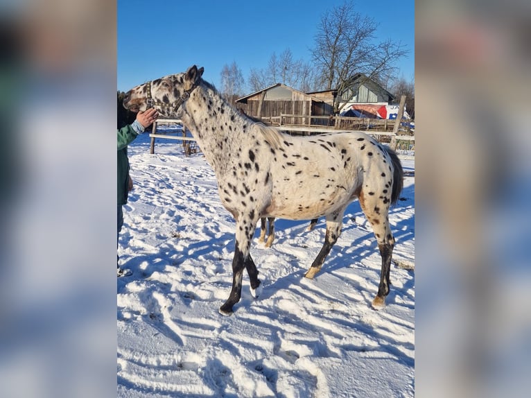 Demi-sang polonais Étalon 2 Ans Léopard in Tomaszów Lubelski