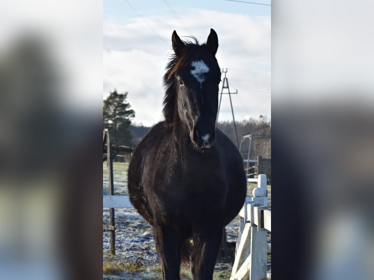 Demi-sang polonais Étalon 2 Ans Noir in PęklewoPrzybyłowo