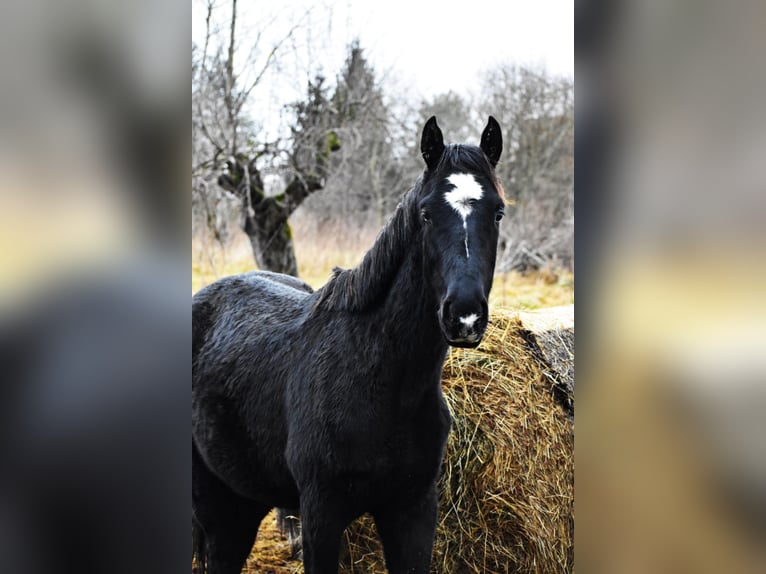 Demi-sang polonais Étalon 2 Ans Noir in PęklewoPrzybyłowo