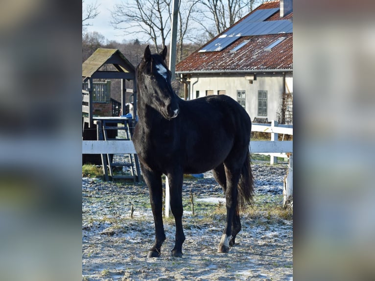 Demi-sang polonais Étalon 2 Ans Noir in Przybyłowo