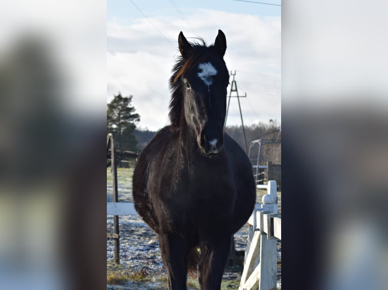 Demi-sang polonais Étalon 2 Ans Noir in Przybyłowo