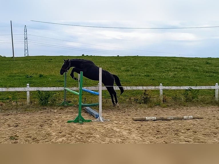 Demi-sang polonais Étalon 2 Ans Noir in Przyby&#x142;owo