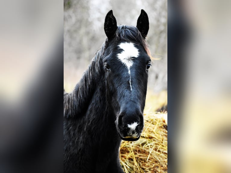 Demi-sang polonais Étalon 2 Ans Noir in Przybyłowo