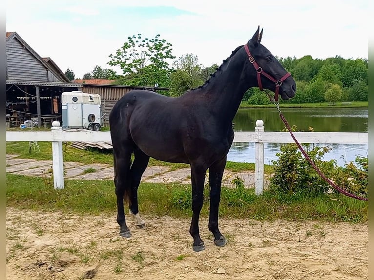 Demi-sang polonais Étalon 2 Ans Noir in Przyby&#x142;owo