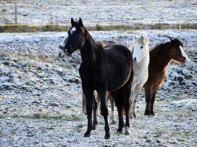 Demi-sang polonais Étalon 2 Ans Noir in Przybyłowo