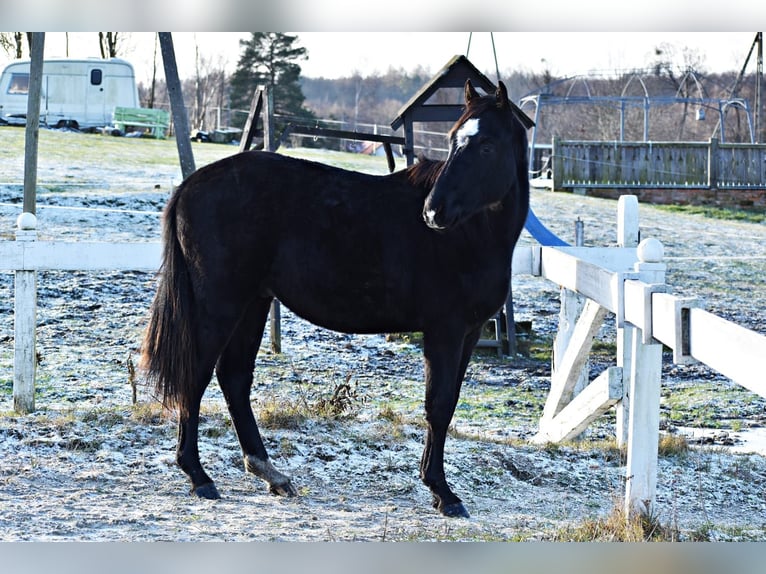 Demi-sang polonais Étalon 2 Ans Noir in Przybyłowo