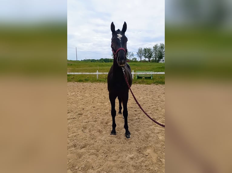 Demi-sang polonais Étalon 2 Ans Noir in Przyby&#x142;owo