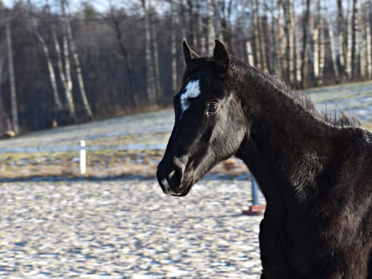 Demi-sang polonais Étalon 2 Ans Noir in Przybyłowo