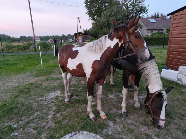 Demi-sang polonais Étalon 2 Ans Pinto in Ołobok