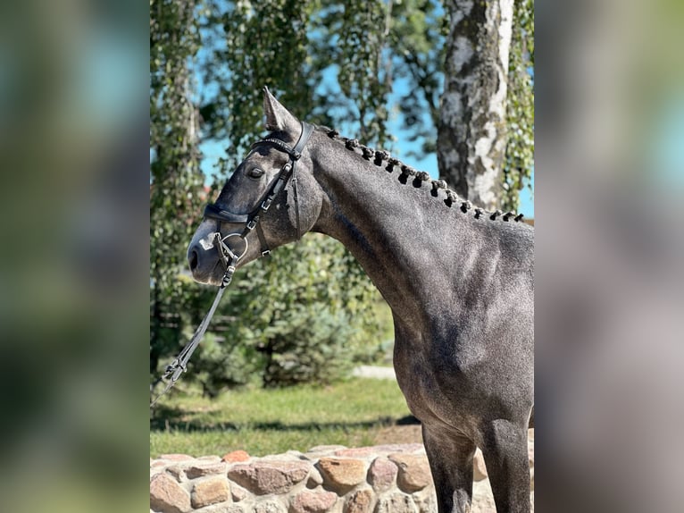 Demi-sang polonais Étalon 3 Ans 170 cm Gris in Rempin