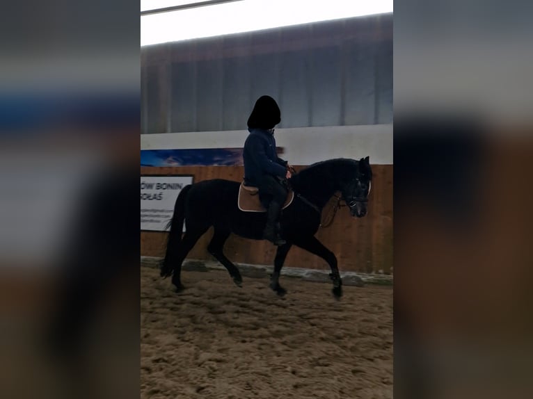 Demi-sang polonais Étalon 4 Ans 165 cm Bai brun in Rewal