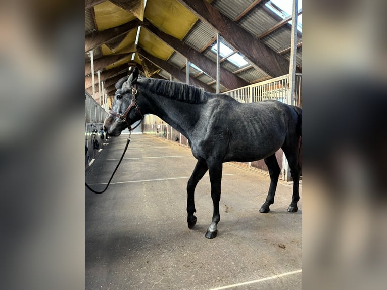 Demi-sang polonais Étalon 4 Ans 165 cm Bai brun in Rewal