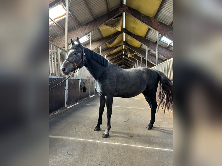 Demi-sang polonais Étalon 4 Ans 165 cm Bai brun in Rewal