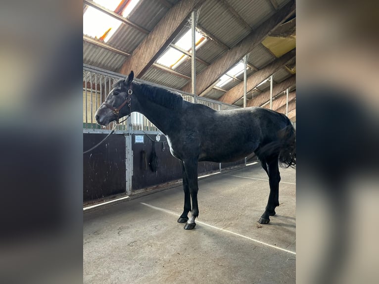 Demi-sang polonais Étalon 4 Ans 165 cm Bai brun in Rewal