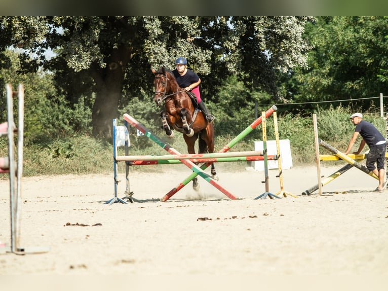 Demi-sang polonais Étalon 4 Ans 165 cm Bai in Stoszowice