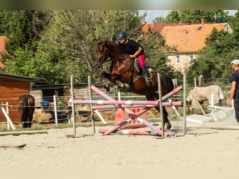 Demi-sang polonais Étalon 4 Ans 165 cm Bai in Stoszowice