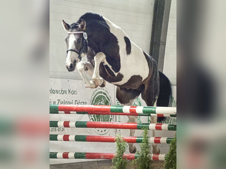 Demi-sang polonais Étalon 4 Ans 167 cm Pinto in &#x17B;ytno