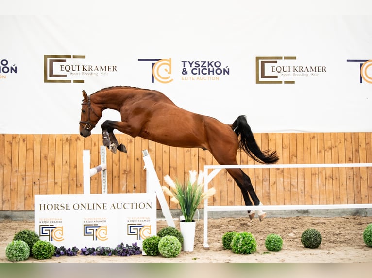 Demi-sang polonais Étalon 5 Ans 167 cm Bai in Wałbrzych