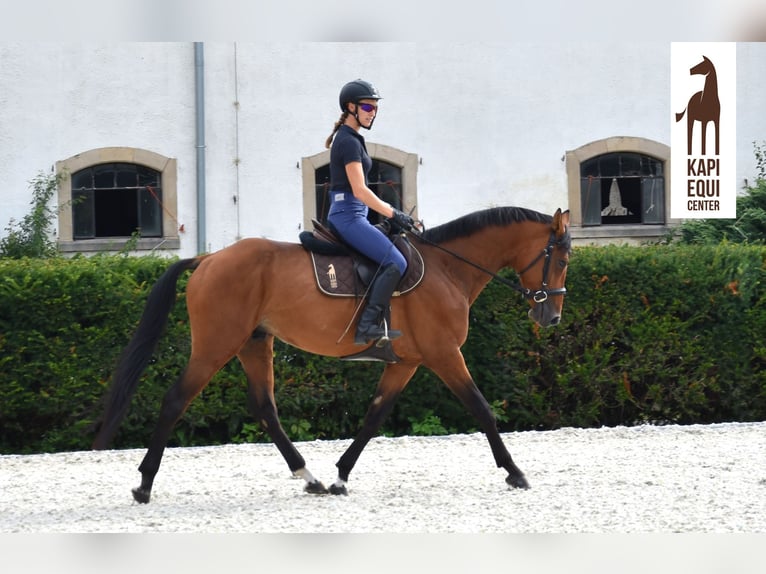 Demi-sang polonais Étalon 5 Ans 167 cm Bai in Wałbrzych