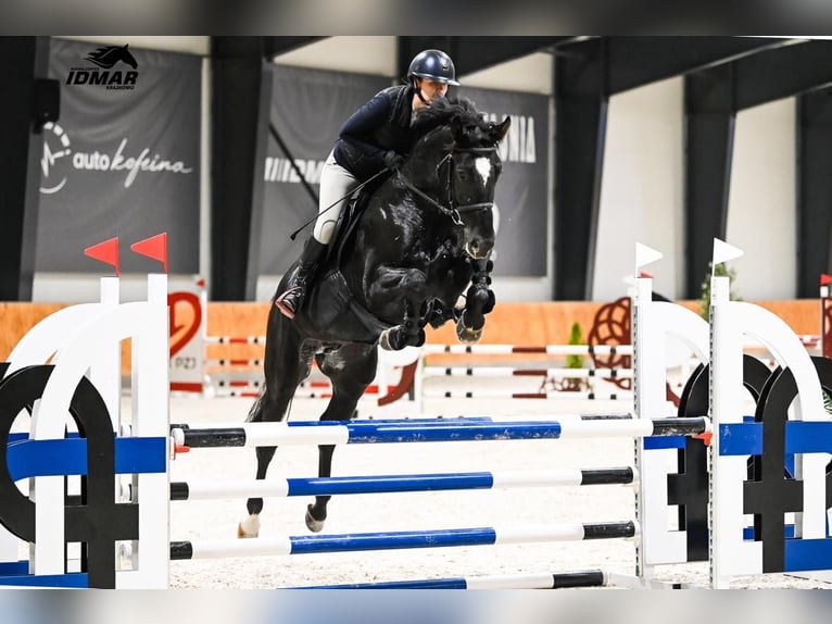 Demi-sang polonais Étalon 6 Ans 170 cm Noir in Dworzyska