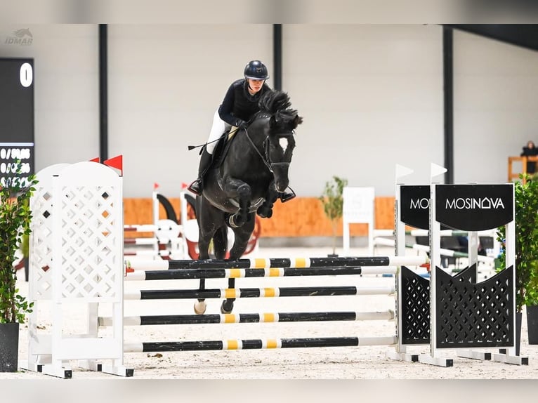 Demi-sang polonais Étalon 6 Ans 170 cm Noir in Dworzyska