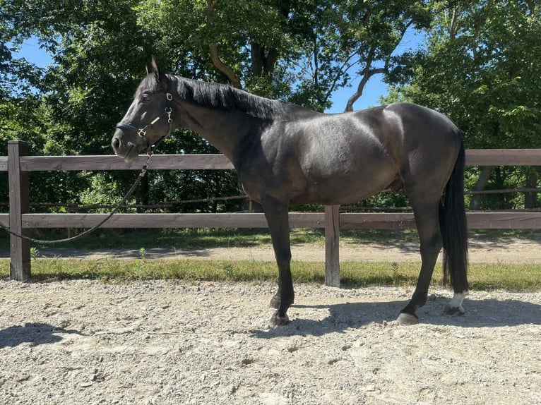 Demi-sang polonais Étalon 6 Ans 170 cm Noir in Dworzyska