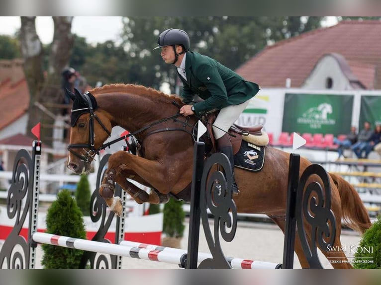 Demi-sang polonais Étalon 8 Ans 176 cm Alezan in Stękiny