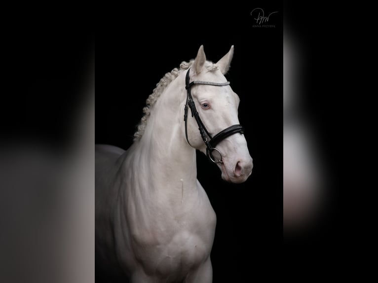 Demi-sang polonais Étalon Cremello in Moisdon-La-Riviere