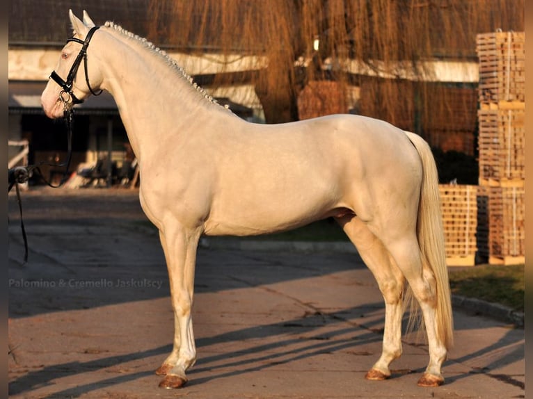 Demi-sang polonais Étalon Cremello in Moisdon-La-Riviere