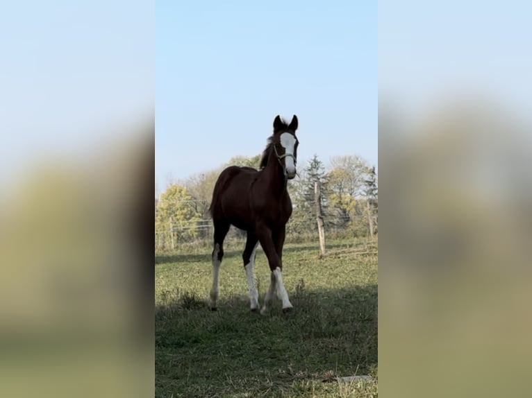 Demi-sang polonais Étalon  140 cm Alezan in Bodzanów